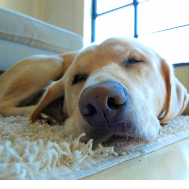 A dog sleeping on an area rug in a living room.