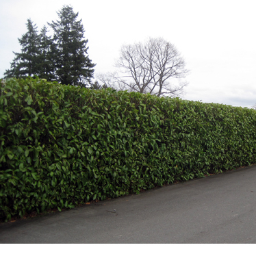A tall hedge next to a driveway